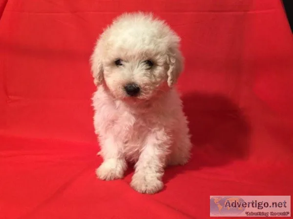 4 Adorable Maltipoos (Maltese and Poodle mix)