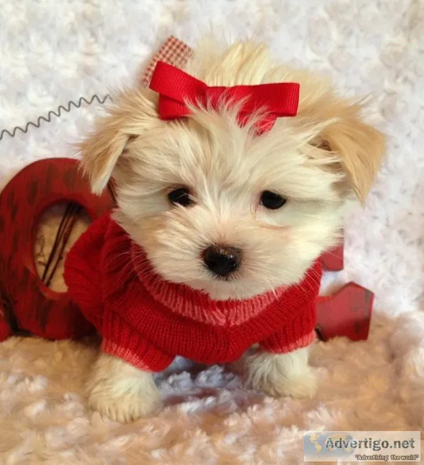 2 Yorkie x Maltese (yorkiex)Females