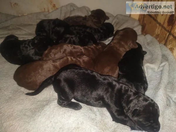 Adorable lab puppies