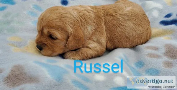 Cavapoo puppies