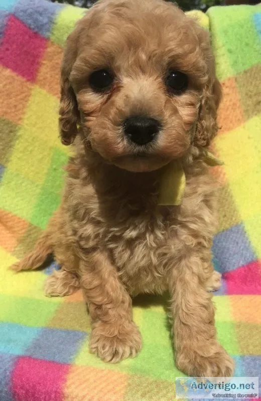Cockapoo Puppies - Poodle x Cocker spaniel