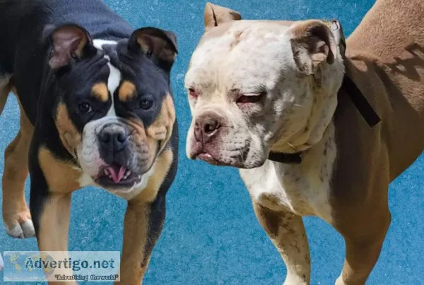 Male and female olde english bulldogges