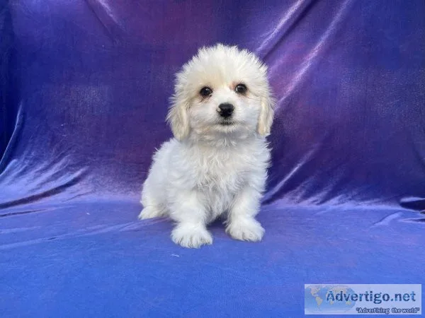 Maltese Terrier Puppy