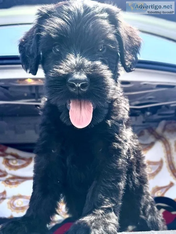 Giant Schnauzer puppies - Registered