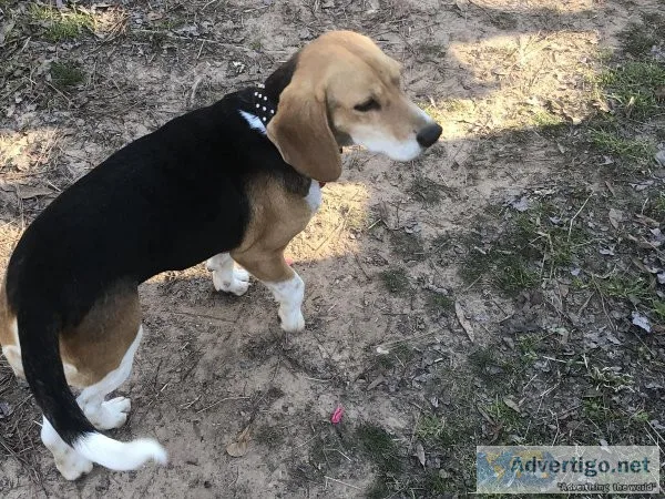 Male unneutered  full blooded beagle with registration