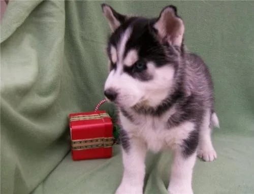 Micro Cute Siberian Husky Puppies