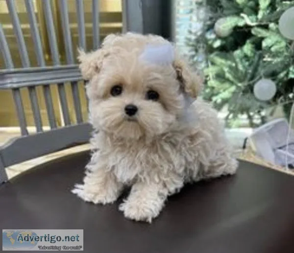 Maltipoo puppies