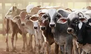 Live Stock Store  LIVE STOCK ANIMALS AT LOWER RATES