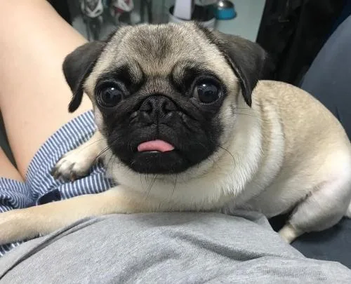 Trained Pug Puppies Available Now
