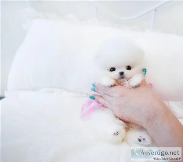 Toy Pomeranian