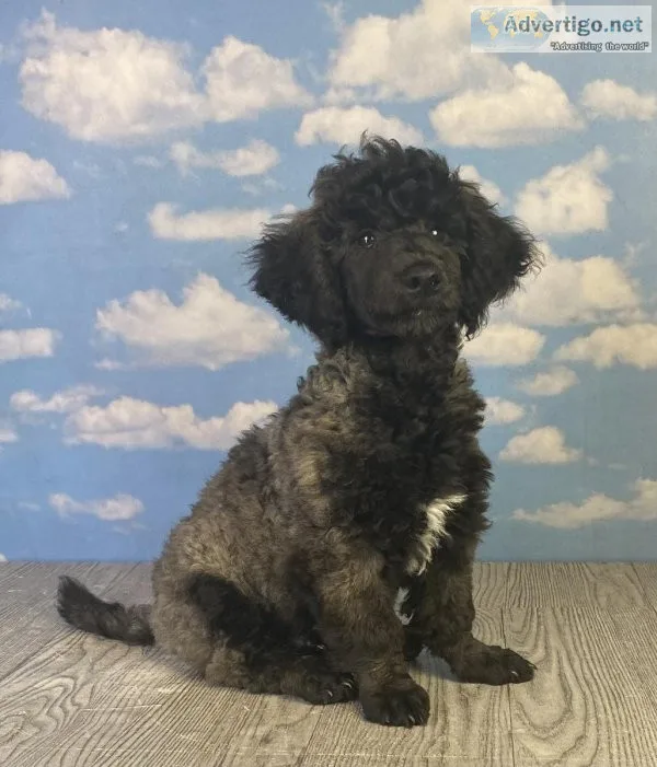 Gate Moyen Poodle