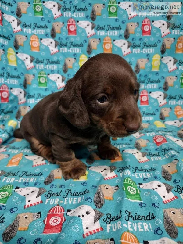 Long haired tan and red Min Dachshund.