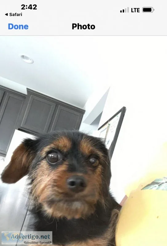 King Charles Yorkie