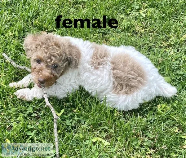 toy poodle mix puppies