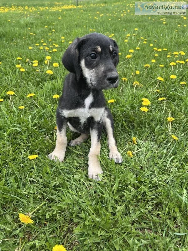 Great Danadoodle puppies