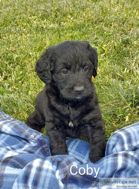 Labradoodle puppies