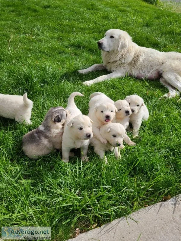 Puppy&rsquos