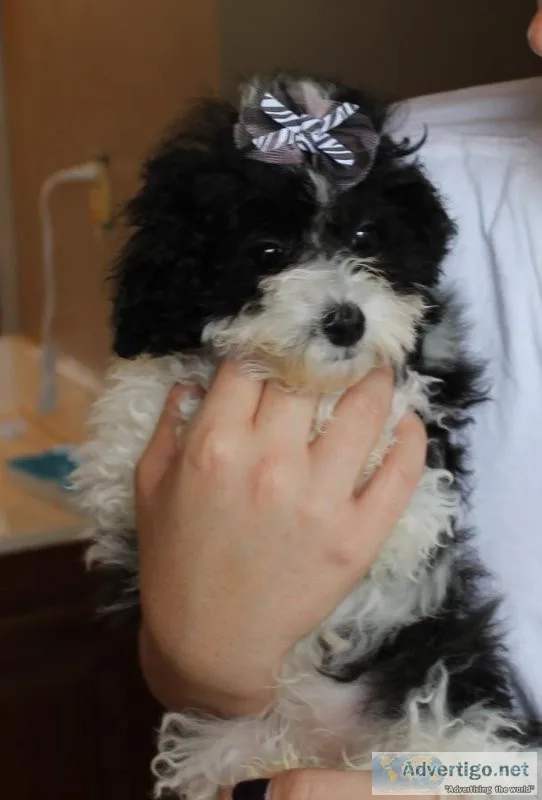 Havanese puppies. Both boys.