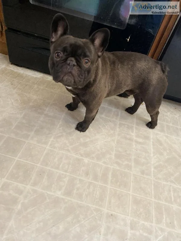 French bulldog stud