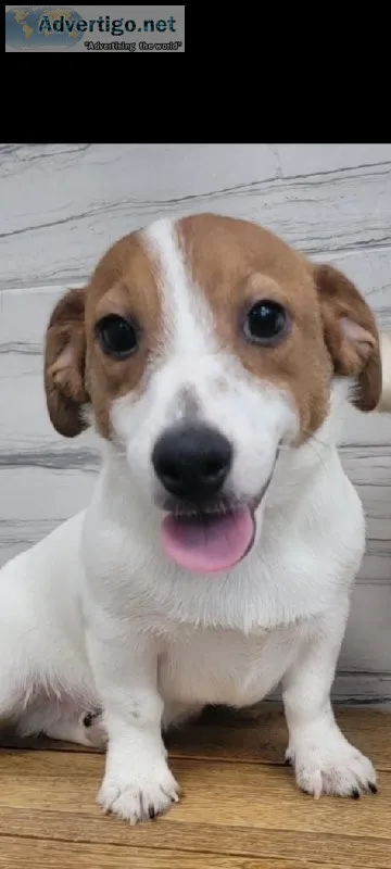 Jack Russells