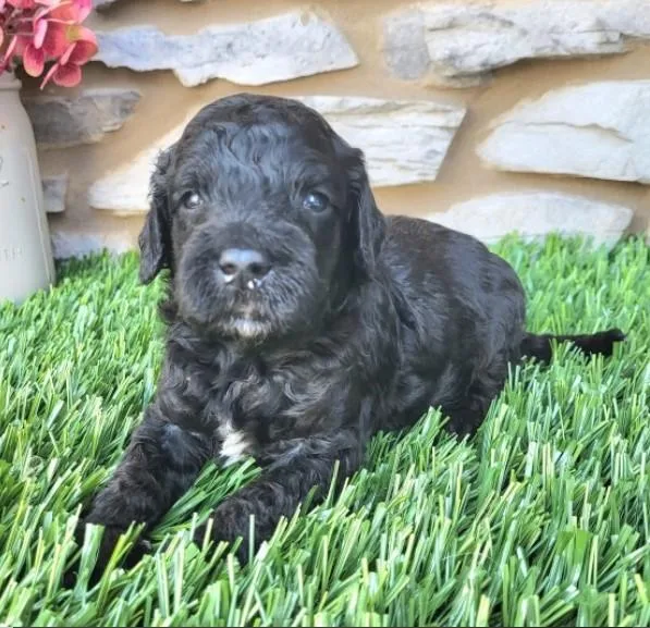 Jerry- Male 4 weeks. Goldendoodle