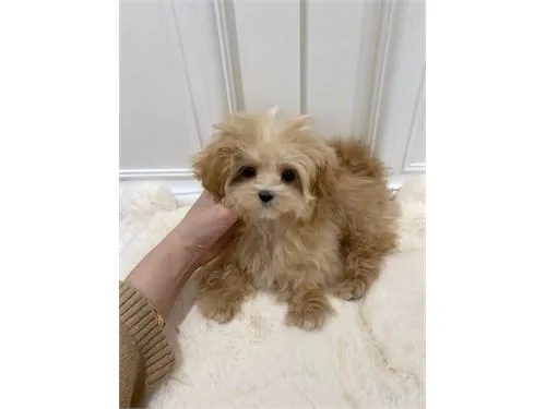 Adorable  Maltipoo  Puppies for Adoption
