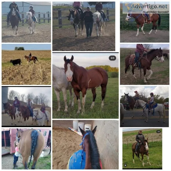 Fast little mare with lots of go