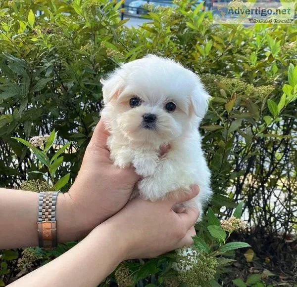 Adorable Maltese puppies
