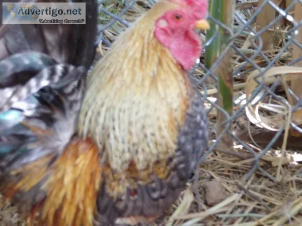 Tiny Azteca Roosters Tortoise Adult Male
