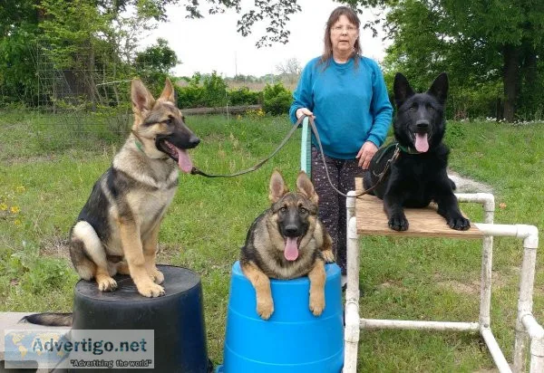 AKC German Shepherd Dog