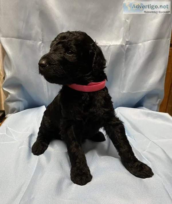 AKC Standard Poodle Puppies - Available Soon