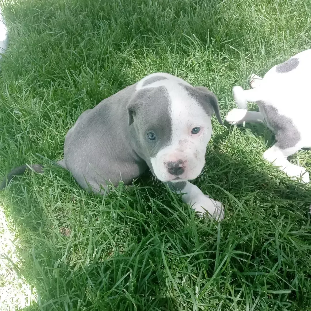 Papered Pit bull puppies