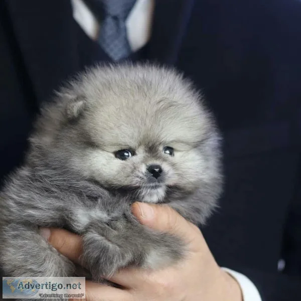 Pomeranian puppies