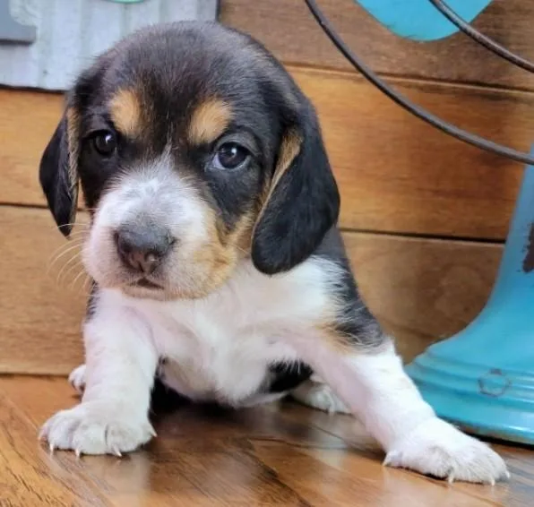 Maggie- Female &bull 3 weeks Beagle