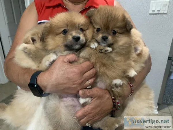 Puppies