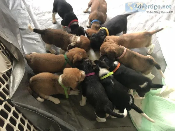 Full blooded Beagle puppies