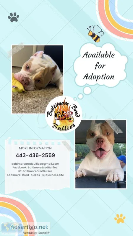 American Bully Looking For a Permanent Home