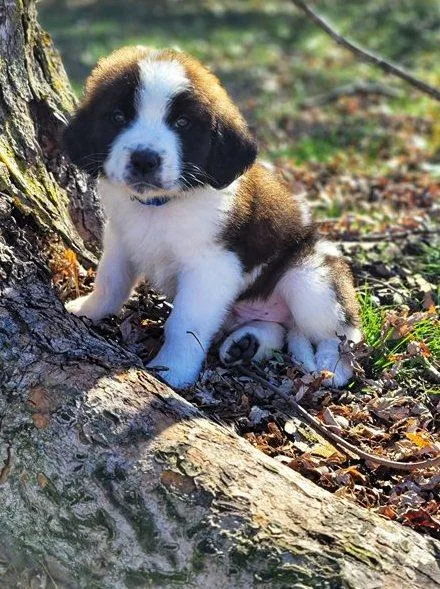 Nesline - Female Saint Bernard Puppy