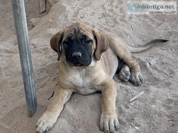 AKC English Mastiff