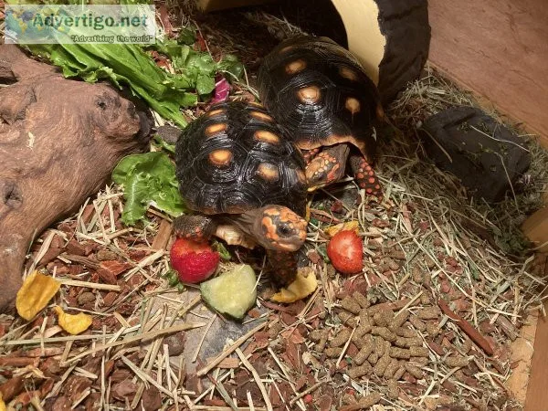 2 RedFoot Tortioses