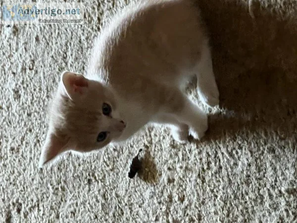 Kittens