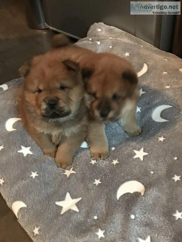 Purebred Perfect Red Chow Puppies
