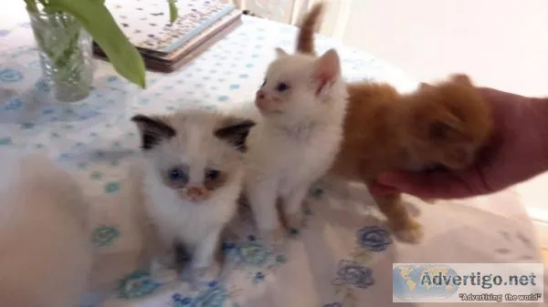 Beautiful kittens looking for loving forever homes