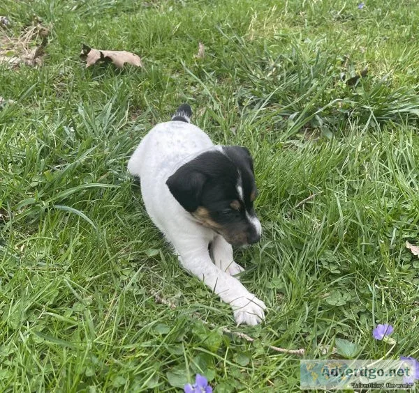 Jack Russell Terrier Puppies