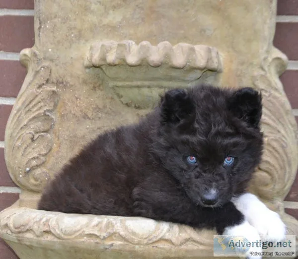 AKC Siberian Husky Puppies.
