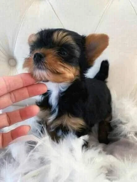 11 Weeks Old Yorkie Puppies Boy And Girl