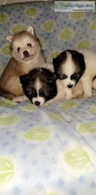 Pomsky Puppies