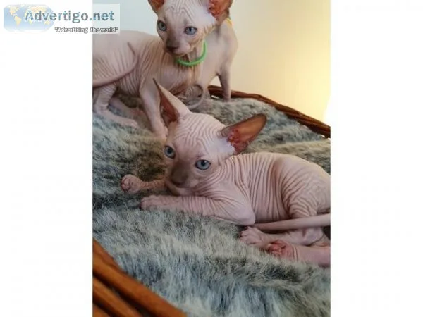 Purebreed Sphynx Kittens
