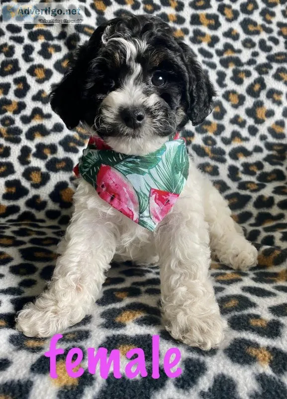 poodle mix puppies