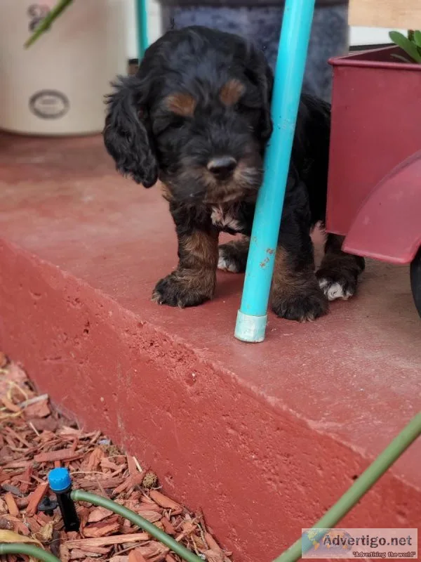 Cockapoo